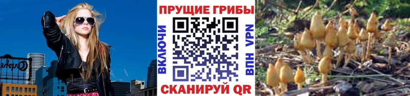 omg tor  Бородино  Псилоцибиновые грибы Psilocybine cubensis 